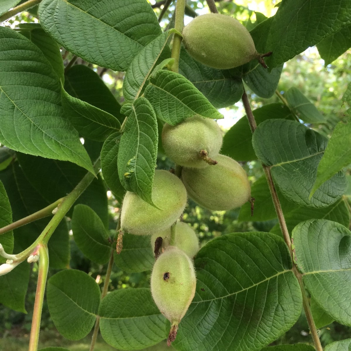 Juglans cinerea (Butternut) - 3 gal