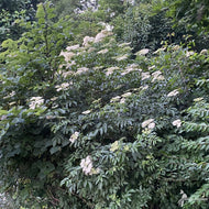 Sambucus canadensis (American Elderberry) - 3 gal