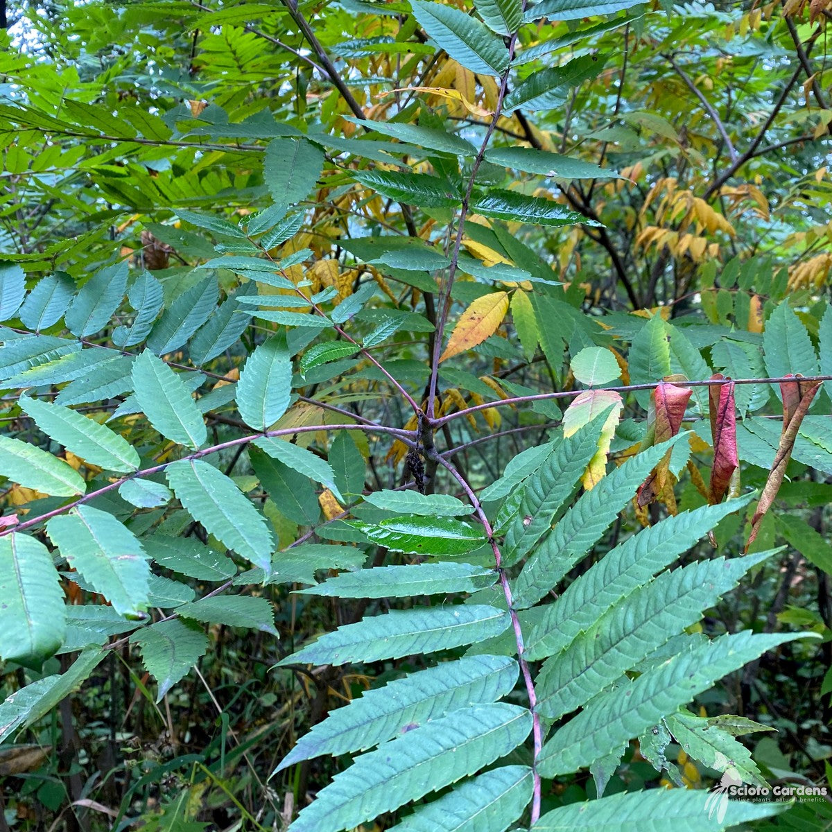 Rhus glabra (Smooth Sumac) - 3 gal