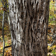 Juglans cinerea (Butternut) - 5 gal