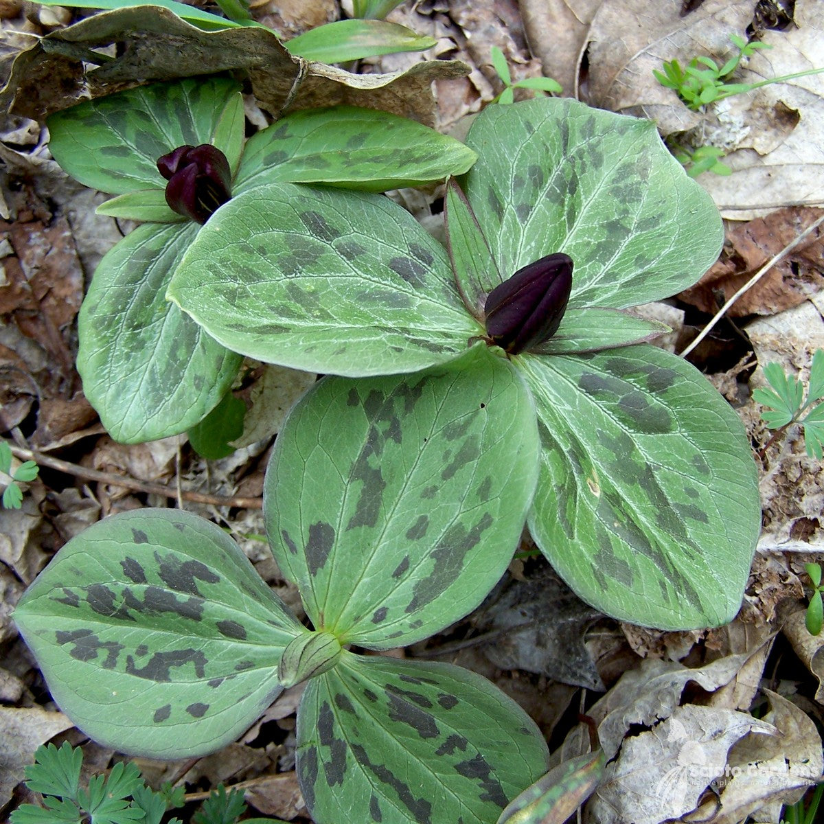 Trillium sessile (Toad-shade, Wake-robin) - 3QT