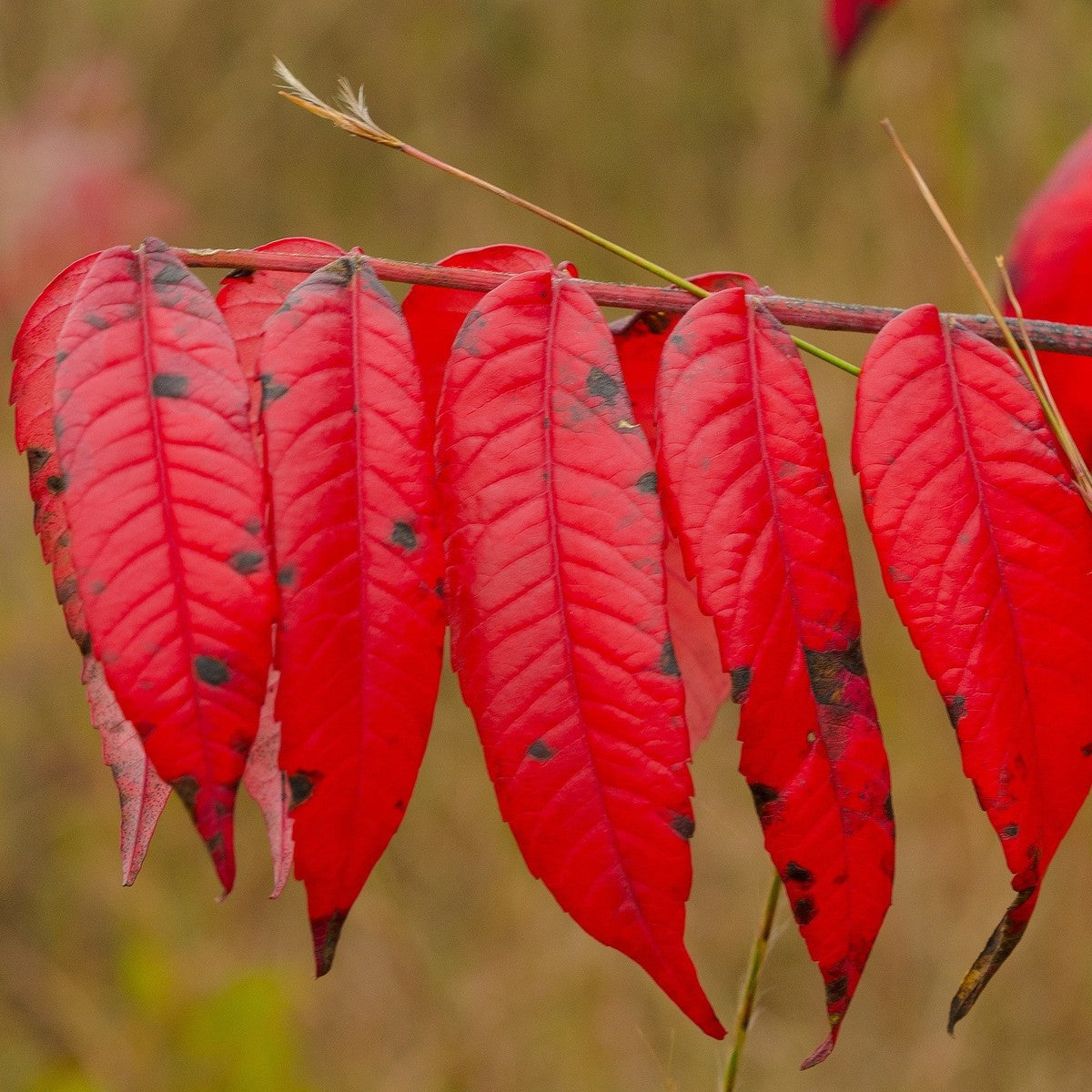 Rhus glabra (Smooth Sumac) - 3 gal