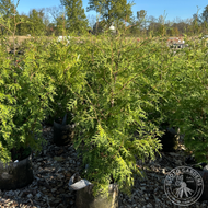 Thuja occidentalis (American Arborvitae) - 5 gal