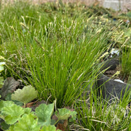 Carex albicans (White-tinged Sedge) - 1 gal