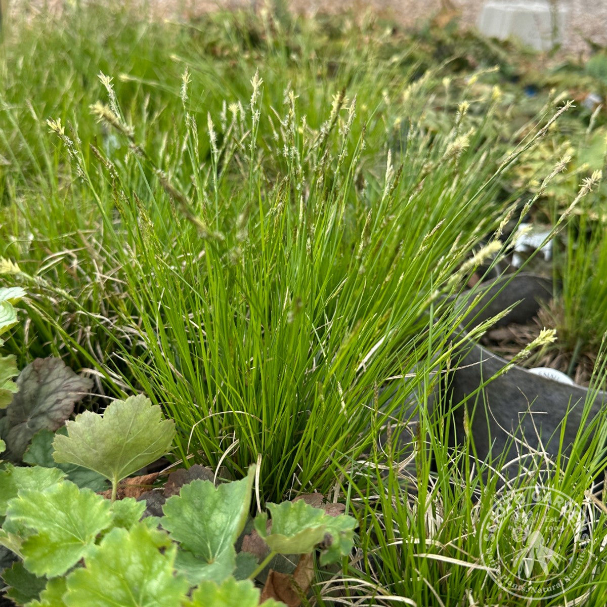 Carex albicans (White-tinged Sedge) - 1 gal