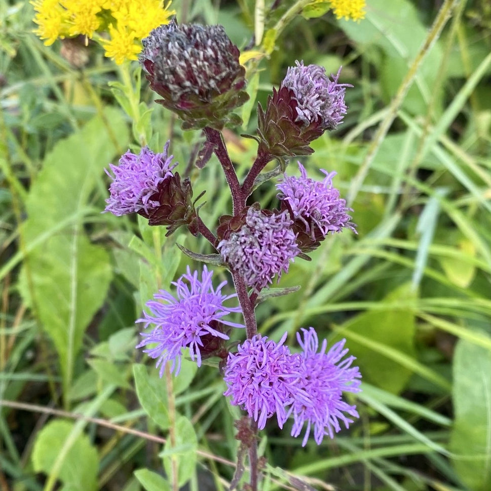 Liatris scariosa (Savanna Blazing Star) - 1 gal