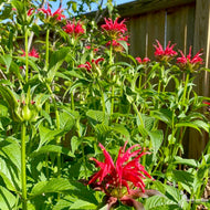 Monarda didyma (Oswego Tea, Bee Balm) - Plug 50