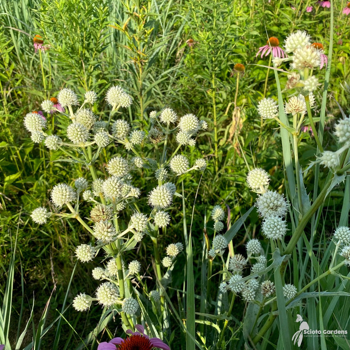 Eryngium yuccifolium (Rattlesnake Master) - 1 gal