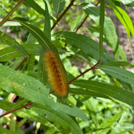 Salix nigra (Black Willow) - 3 gal