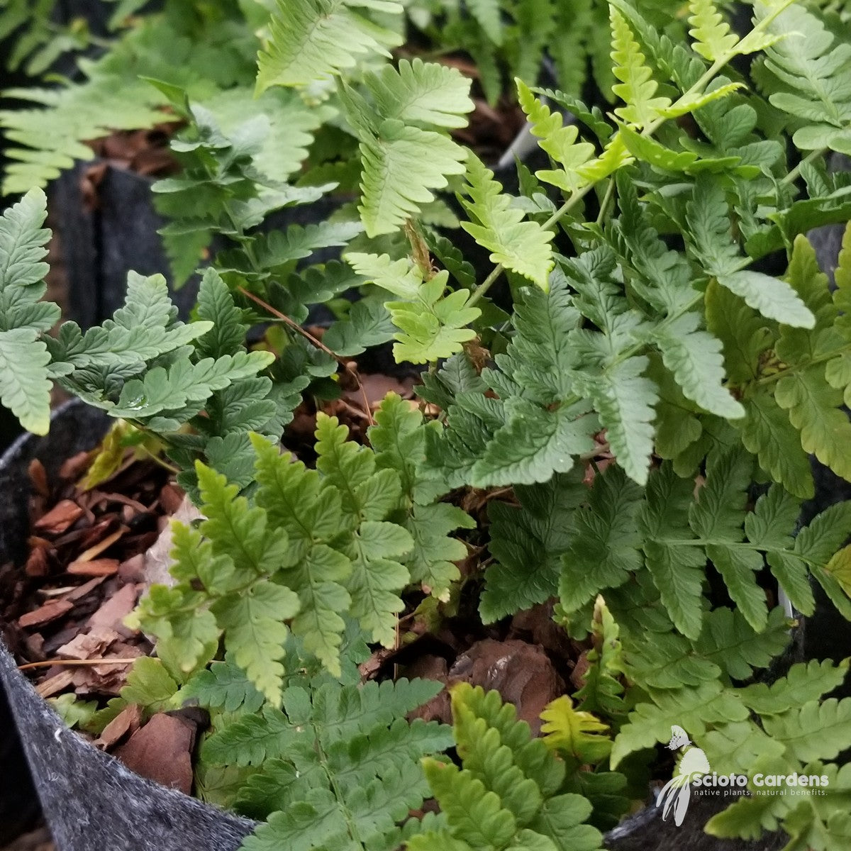 Dryopteris marginalis (Eastern Wood Fern) - 3QT