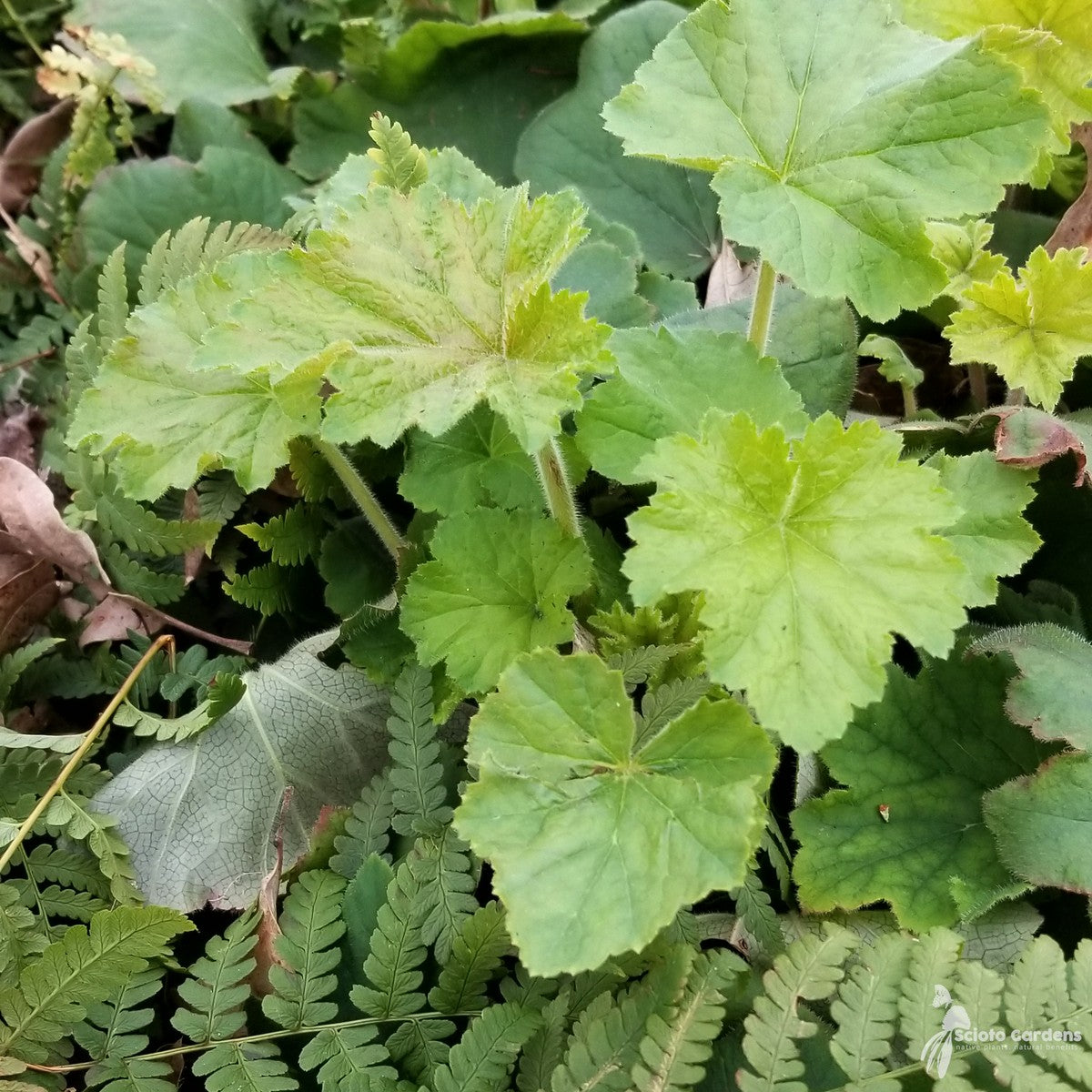 Heuchera v. 'Autumn Bride' (Autumn Bride' Alumroot) - 1 gal