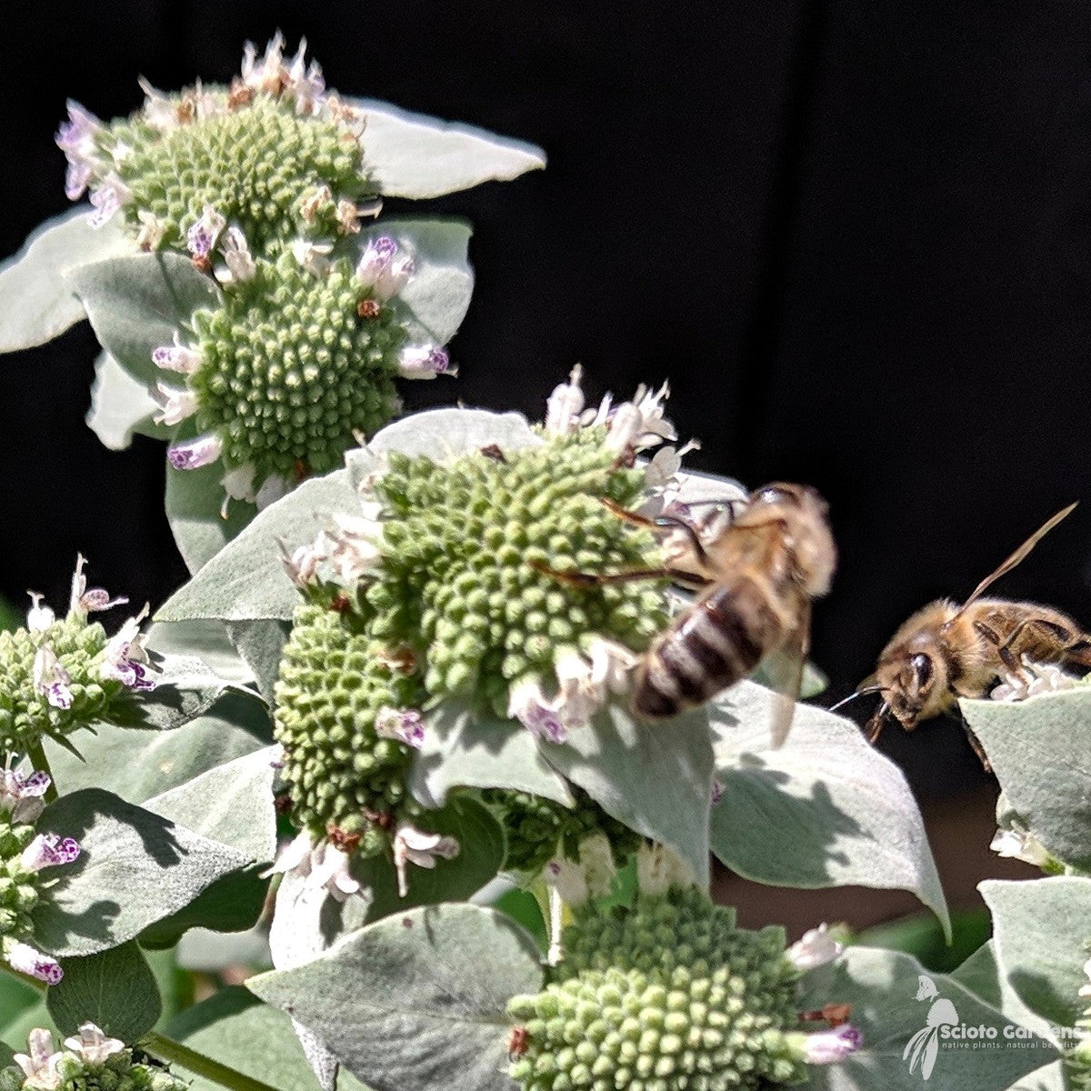 Pycnanthemum muticum (Short-toothed Mountain Mint) - QT