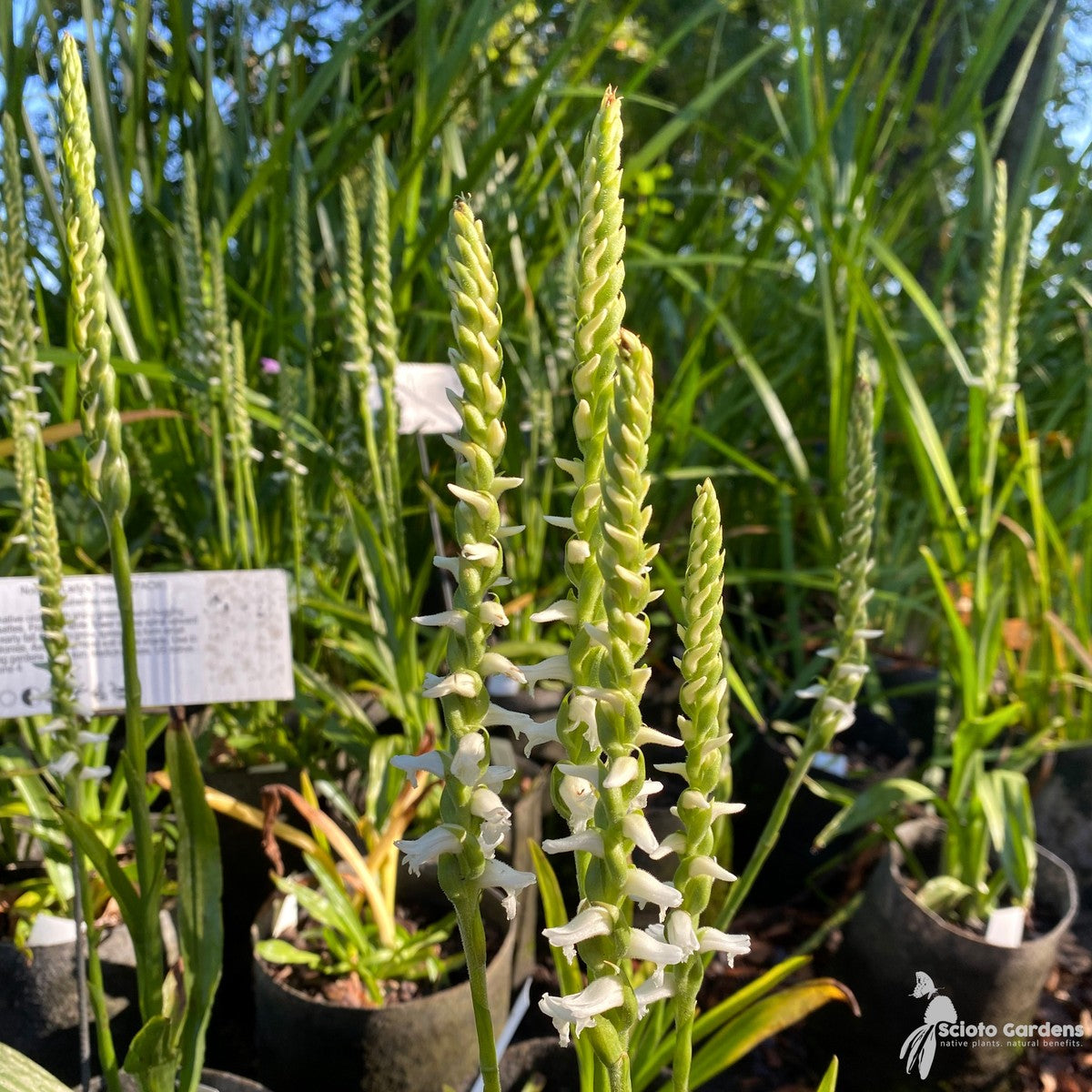 Spiranthes odorata (Fragrant Lady's Tresses) - 1 gal