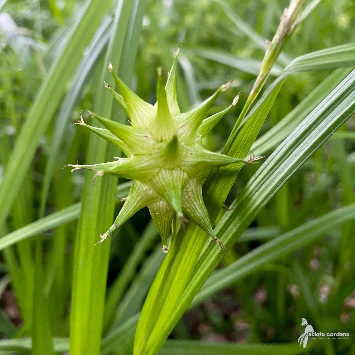Carex grayi (Bur Sedge) - 1 gal