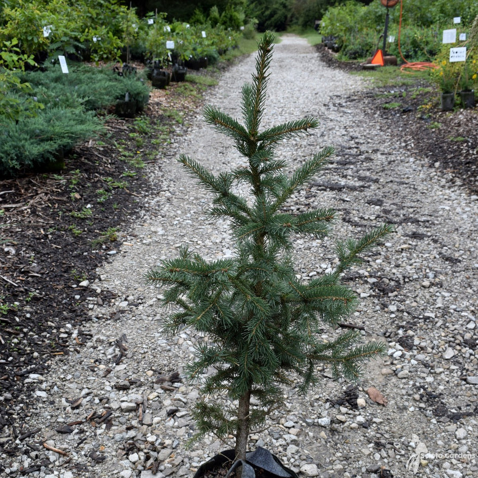 Picea glauca densata (Black Hills Spruce) - 7 gal