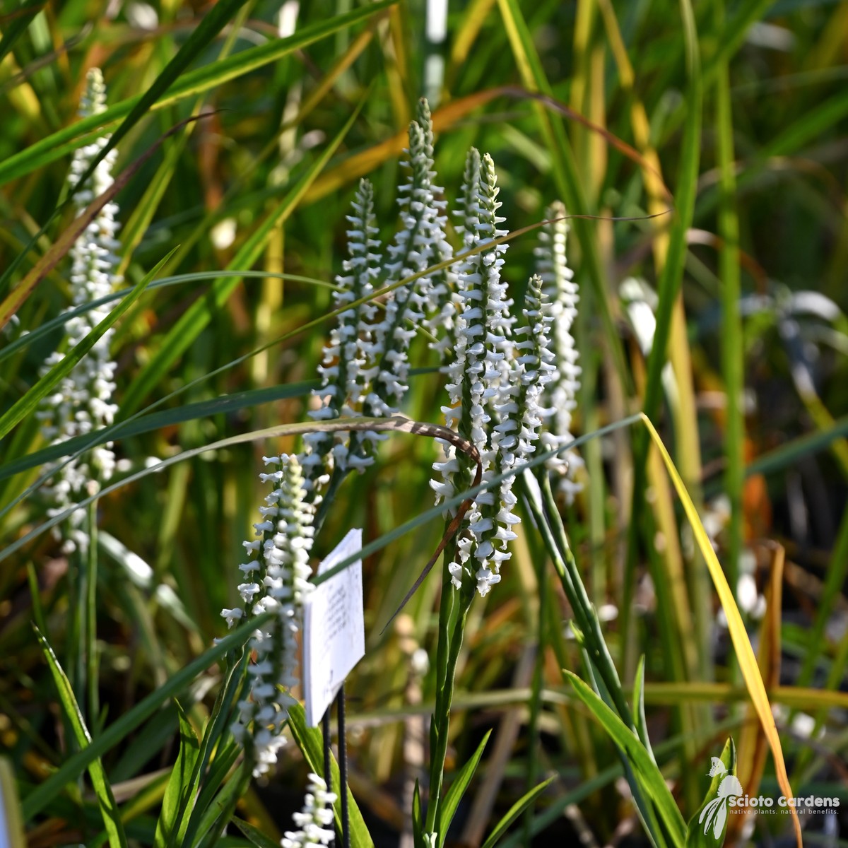 Spiranthes odorata (Fragrant Lady's Tresses) - 1 gal
