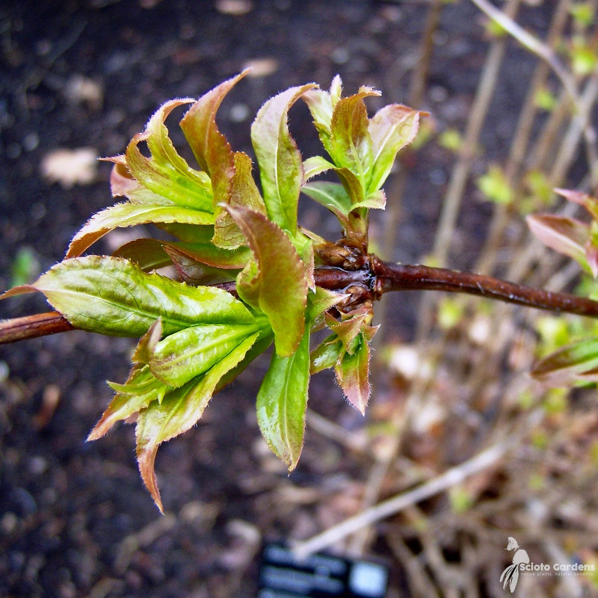 Diervilla lonicera (Native Bush Honeysuckle) - 3 gal