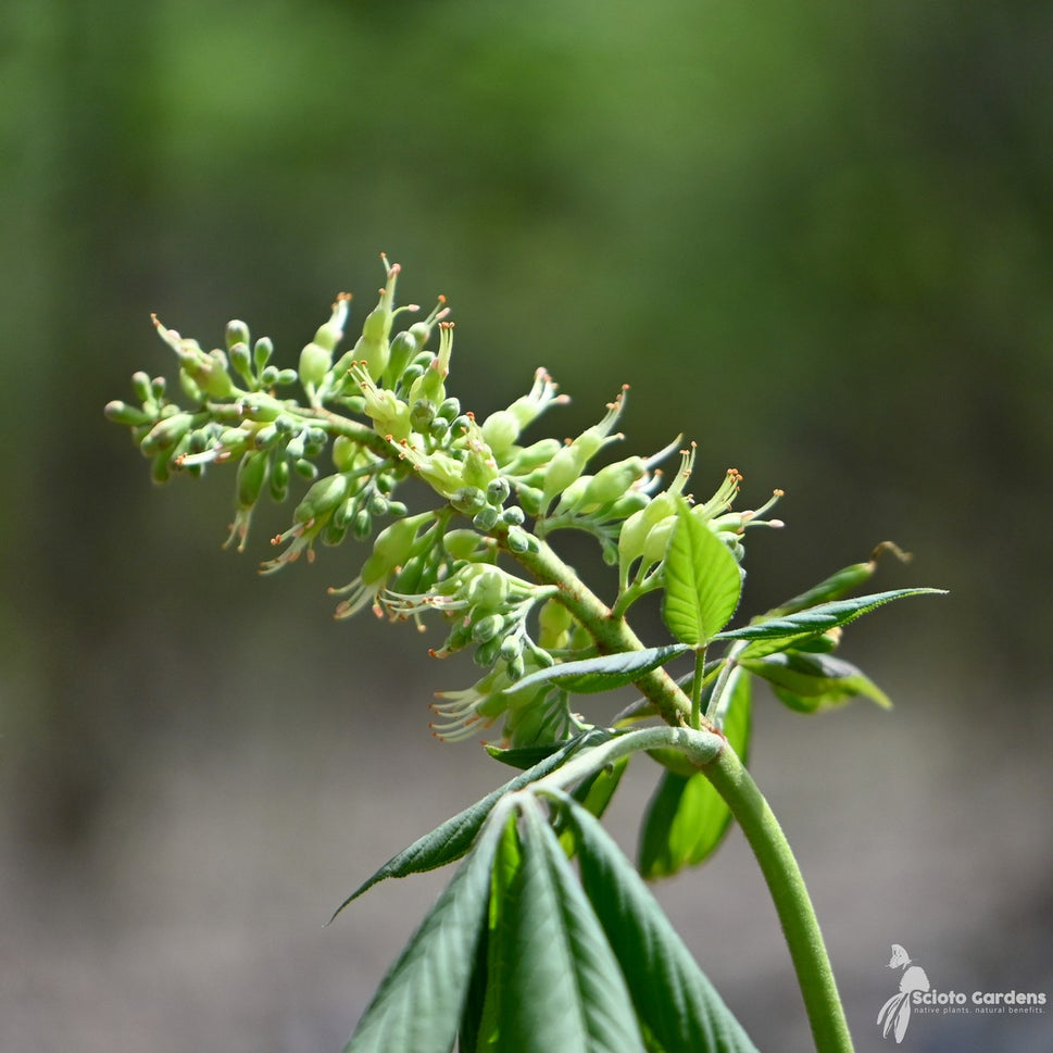 Aesculus flava (Yellow Buckeye) - 5 gal