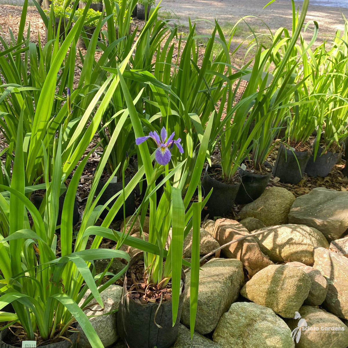 Iris versicolor (Blue Flag Iris) - 1 gal