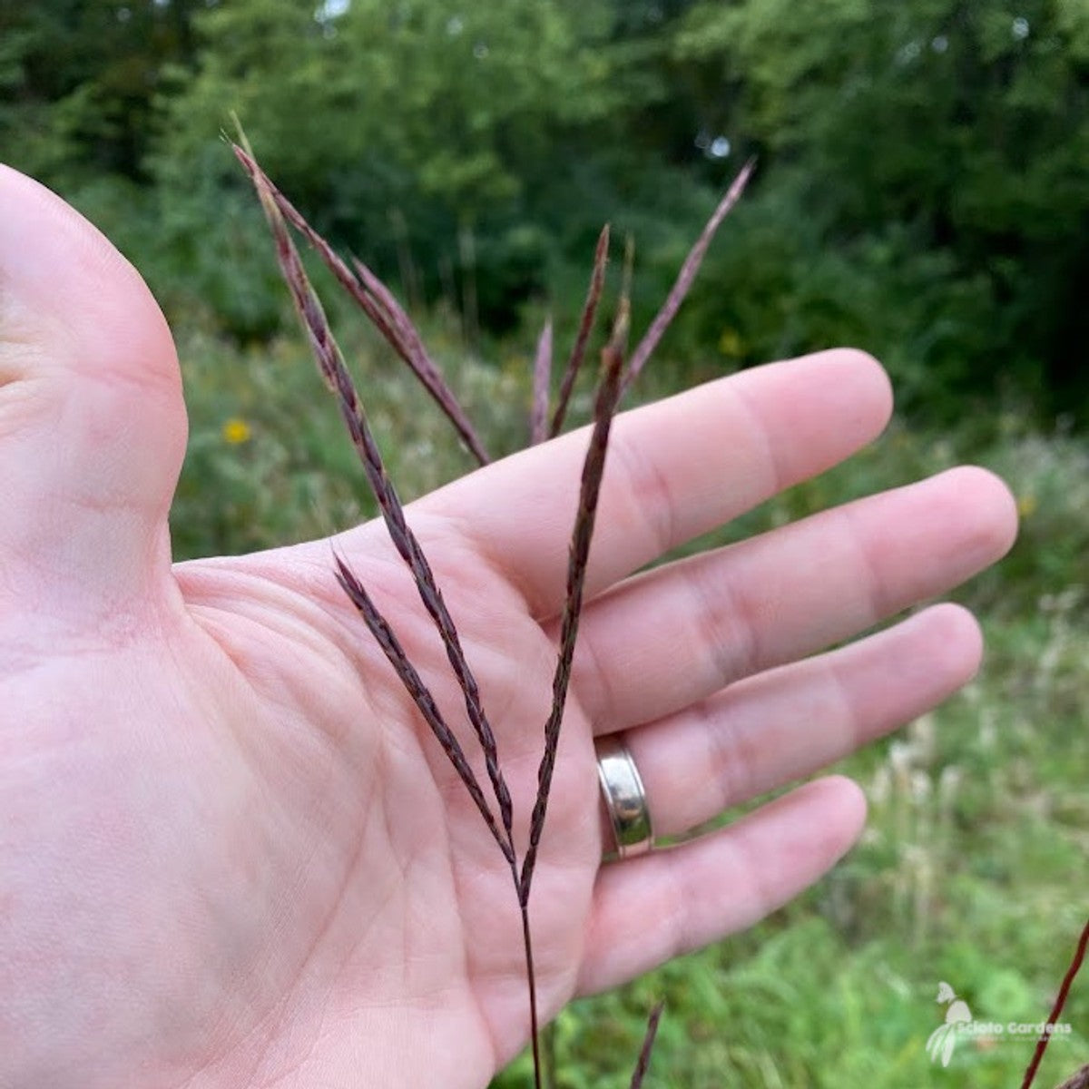 Andropogon gerardii (Big Bluestem) - 2 gal