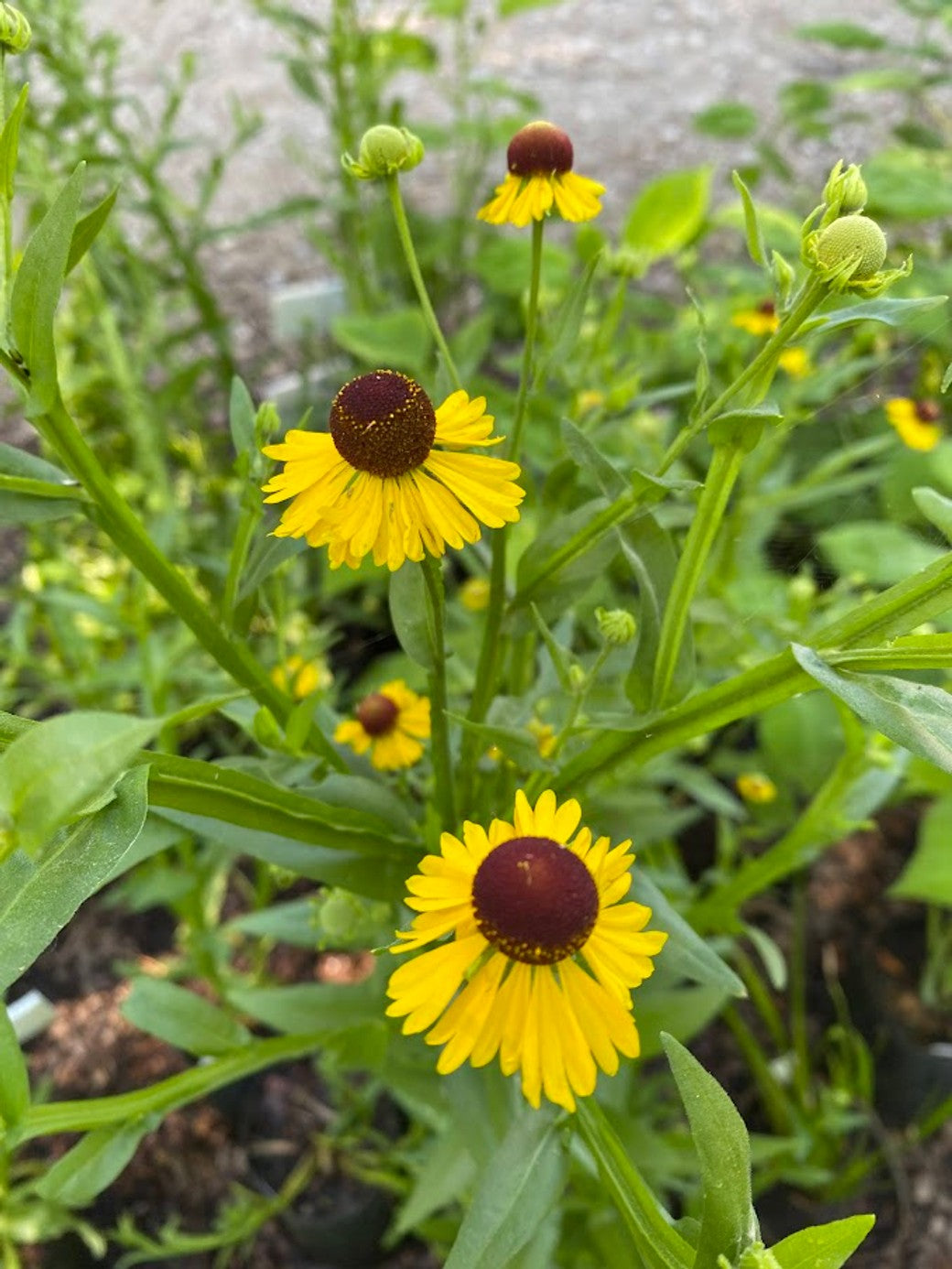 Helenium flexuosum (Purple Headed Helen's Flower) - 1 gal