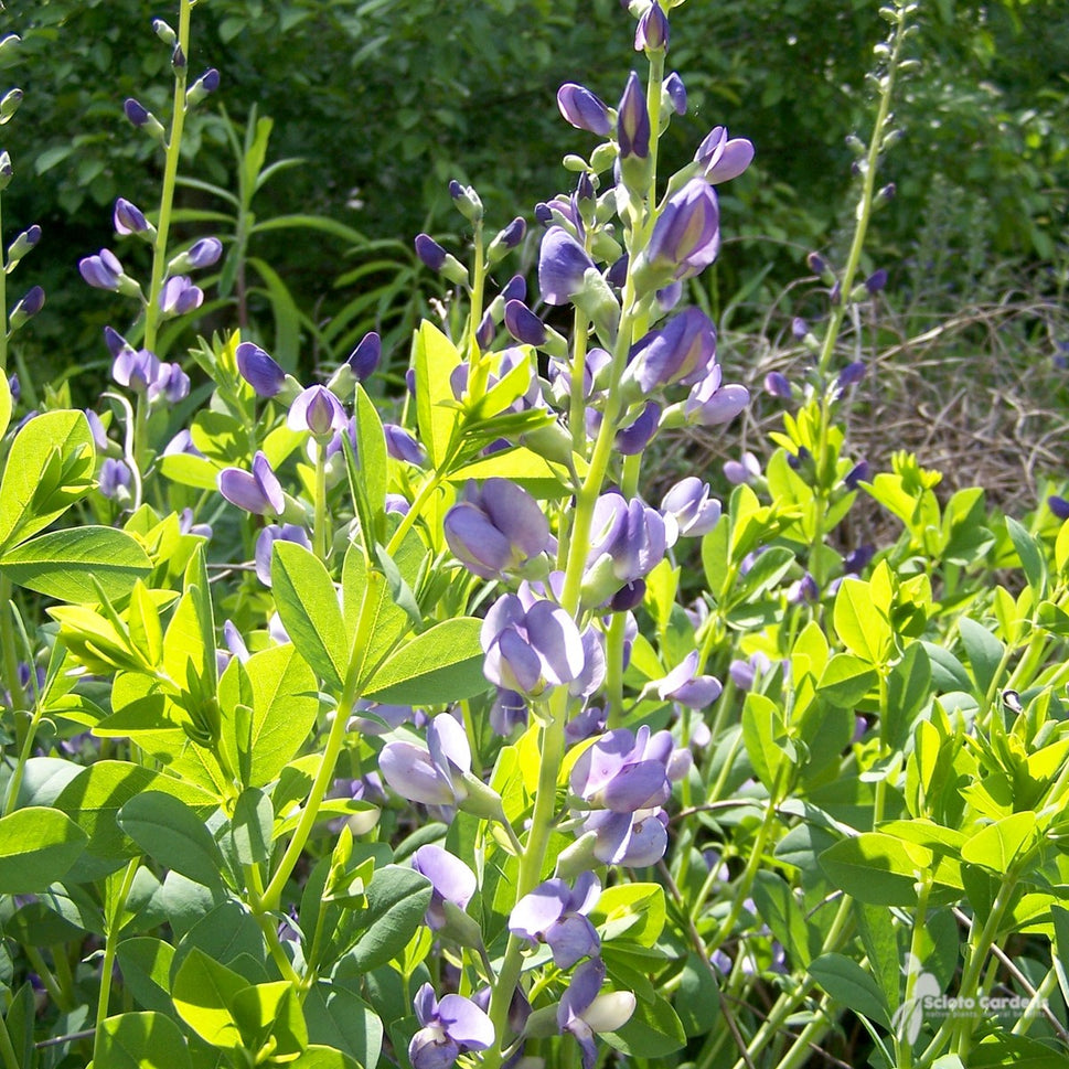 Baptisia australis (Blue False Indigo) - 1 gal