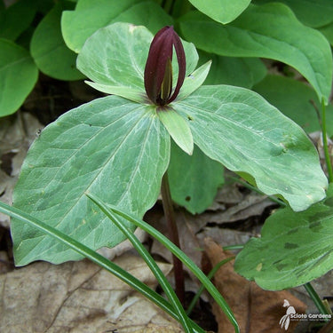 Spring Ephemerals