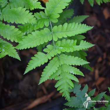 Ferns