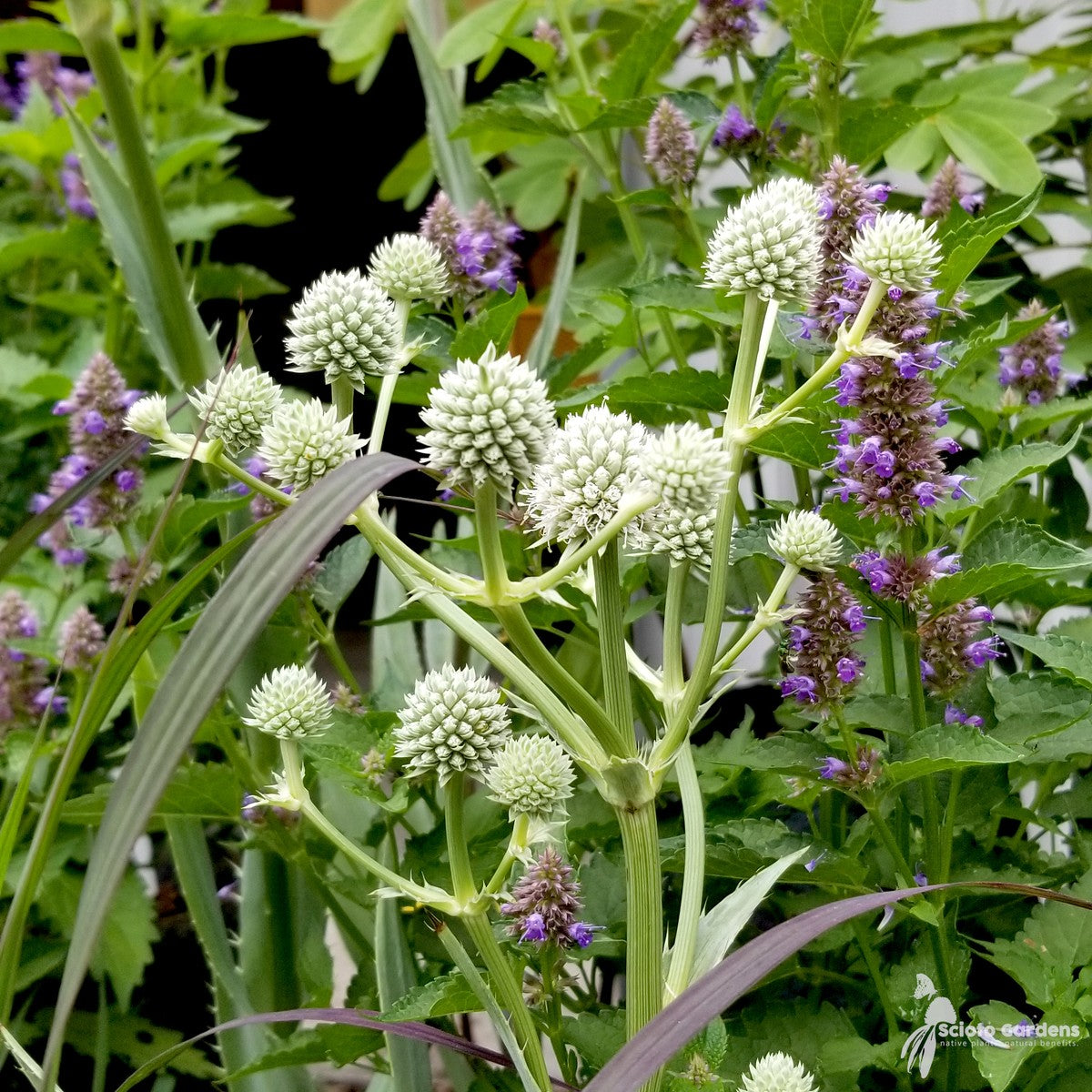Eryngium yuccifolium (Rattlesnake Master) - 1 gal