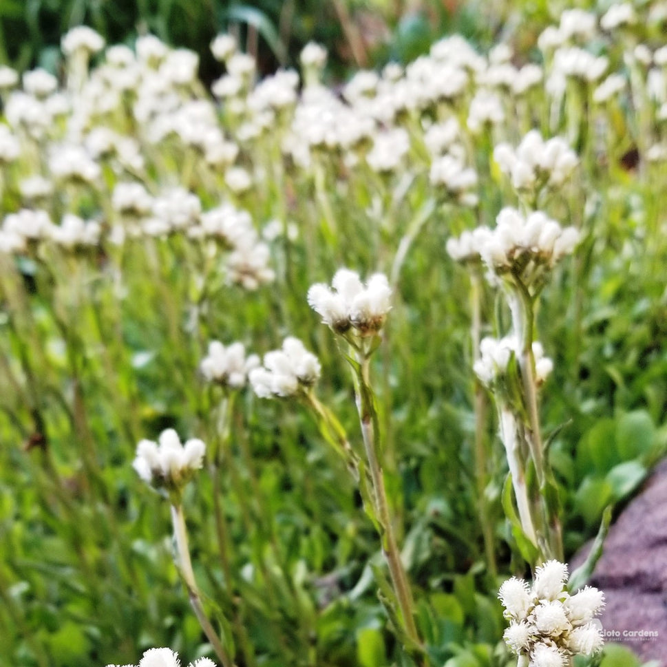 Antennaria plantaginifolia (Plantain-leaved Pussytoes/Mouse Ears) - Plug 32