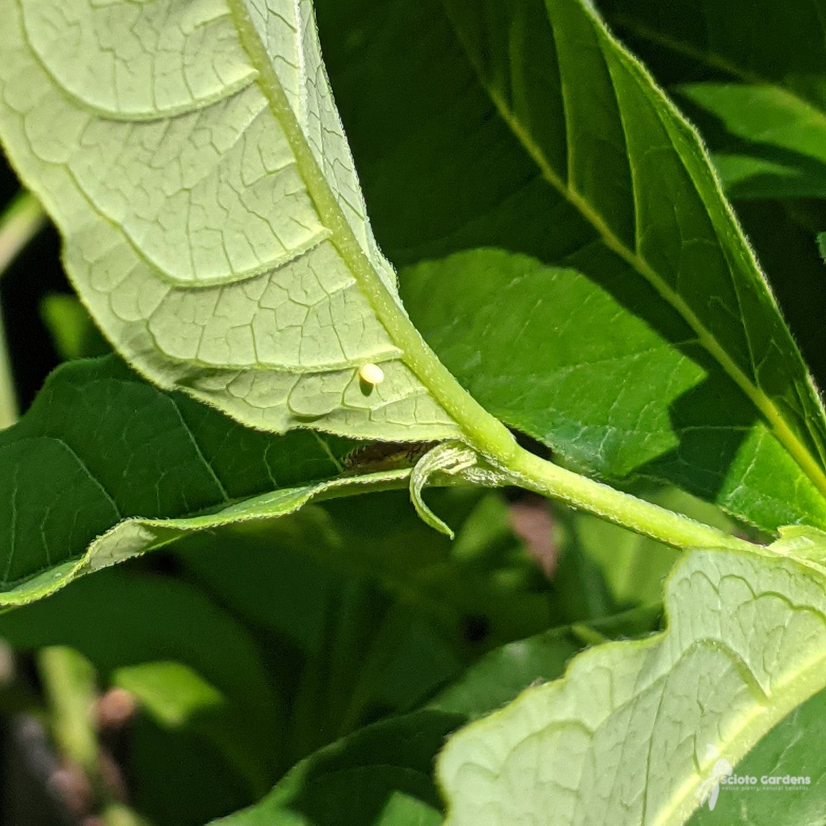 Asclepias exaltata (Poke Milkweed) - 1 gal