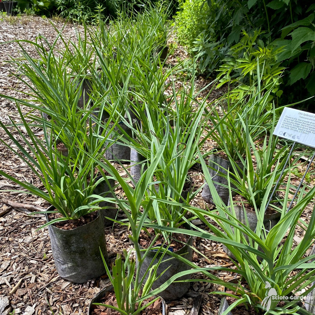 Tradescantia ohioensis (Ohio Spiderwort) - 1 gal