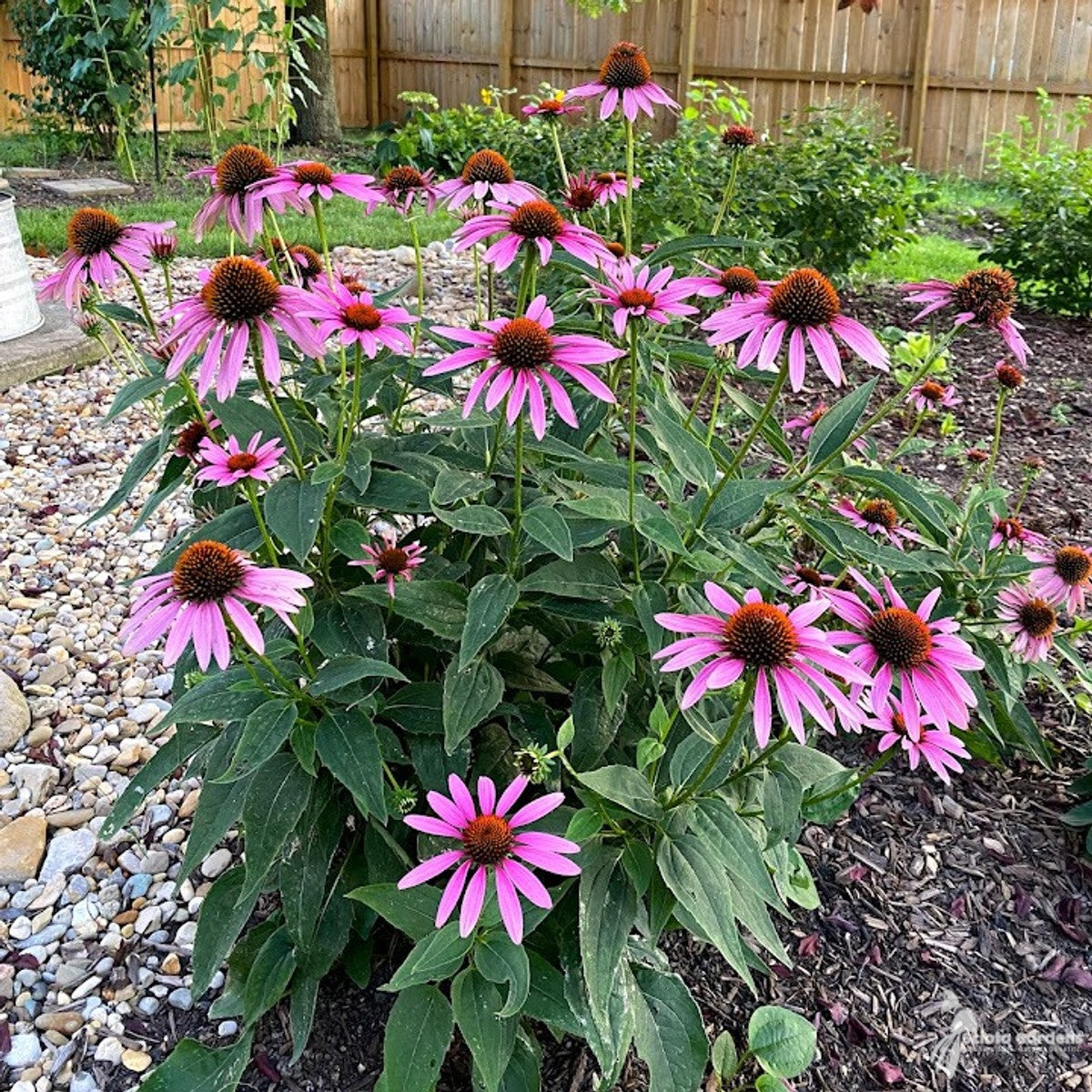 Echinacea purpurea (Purple Coneflower) - Plug 32