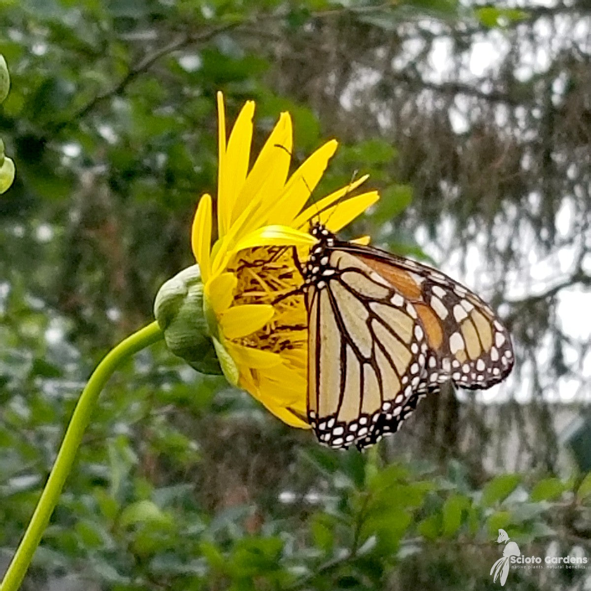 Silphium terebinthinaceum (Prairie Dock) - 2 gal