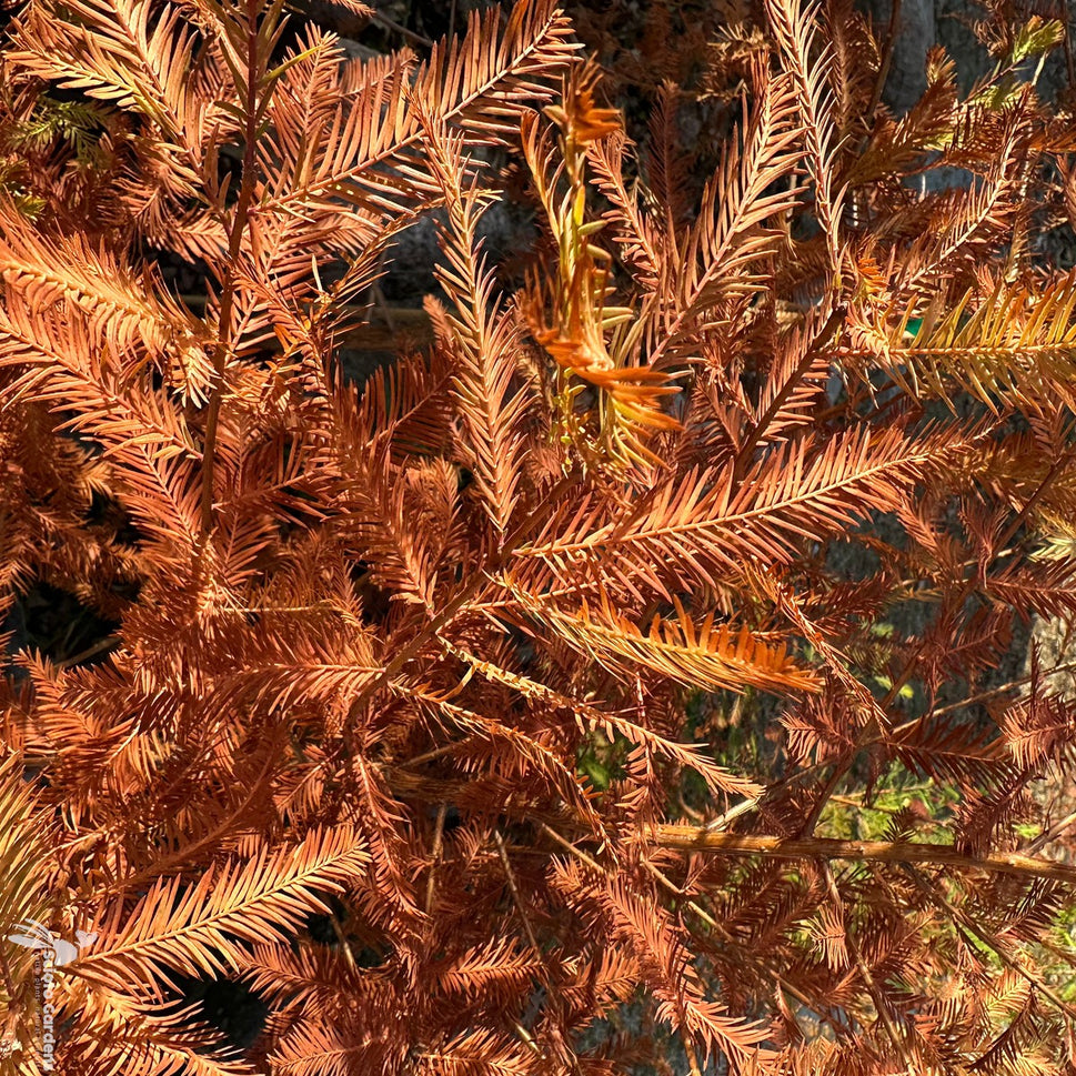 Taxodium distichum (Bald Cypress) - 5 gal