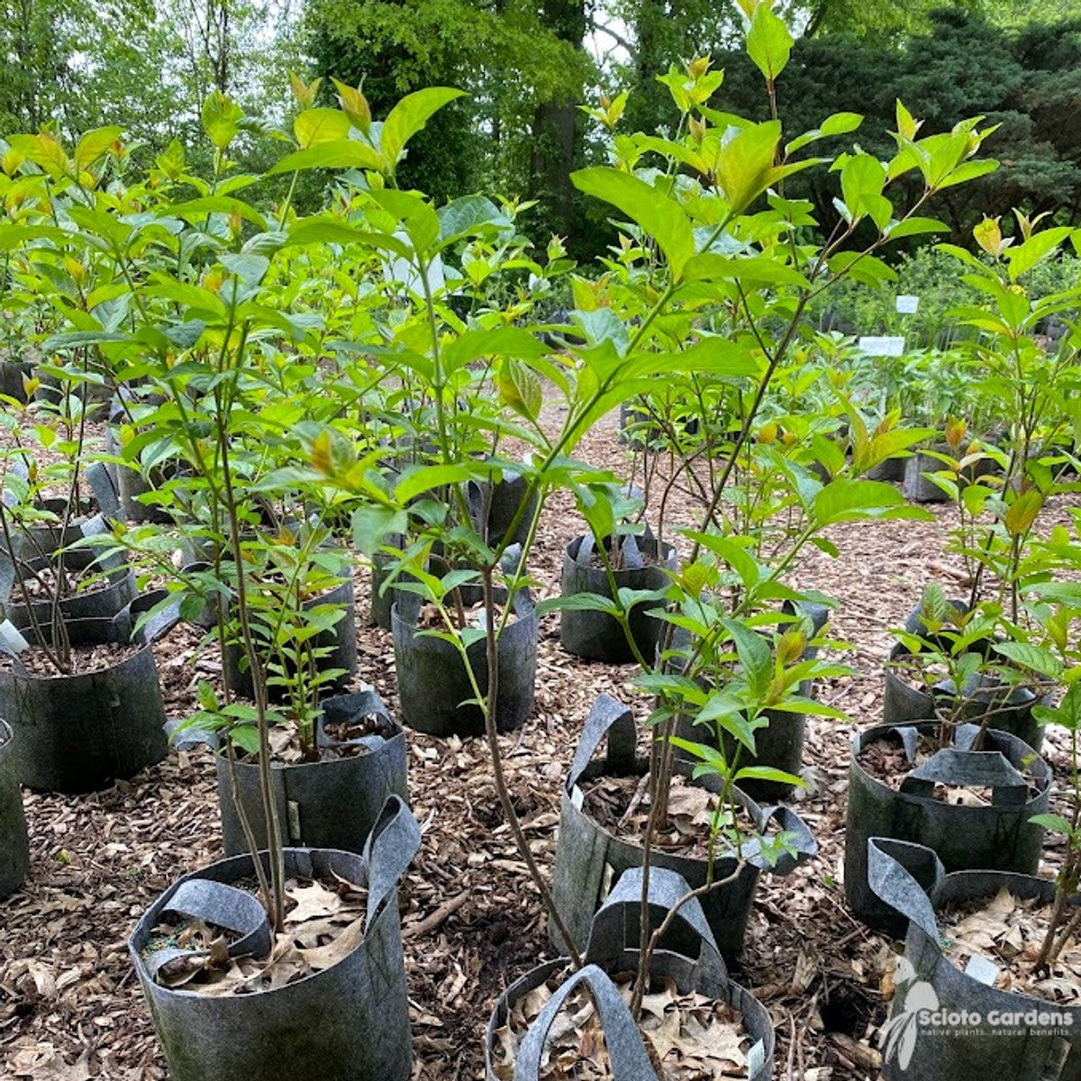 Cephalanthus occidentalis (Buttonbush) - 3 gal
