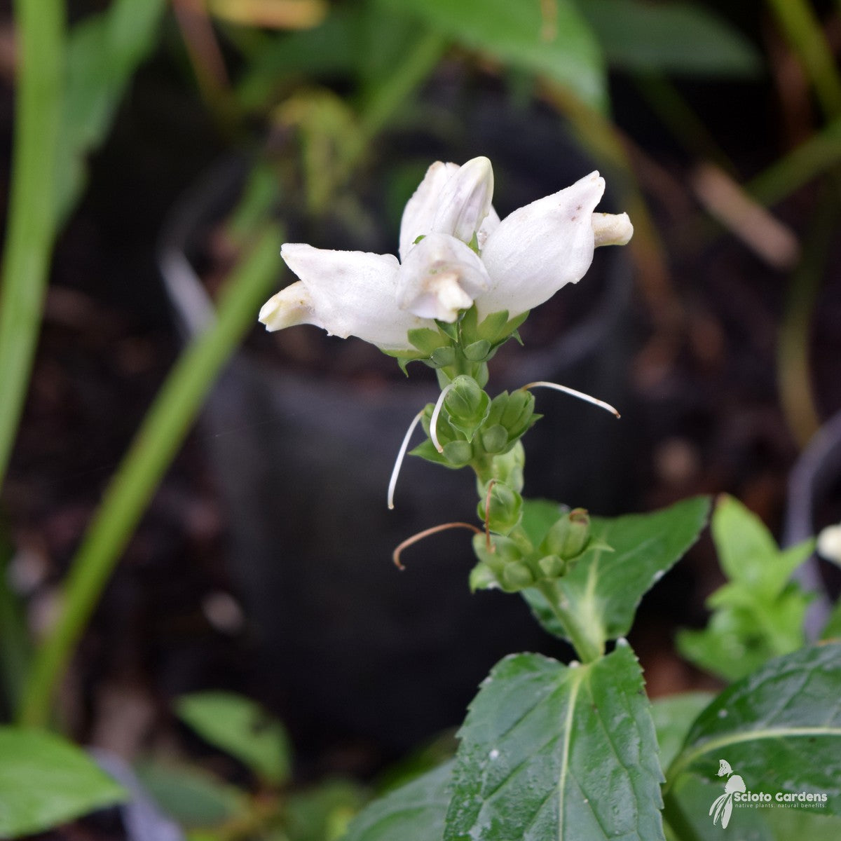 Chelone glabra (Turtlehead) - 1 gal