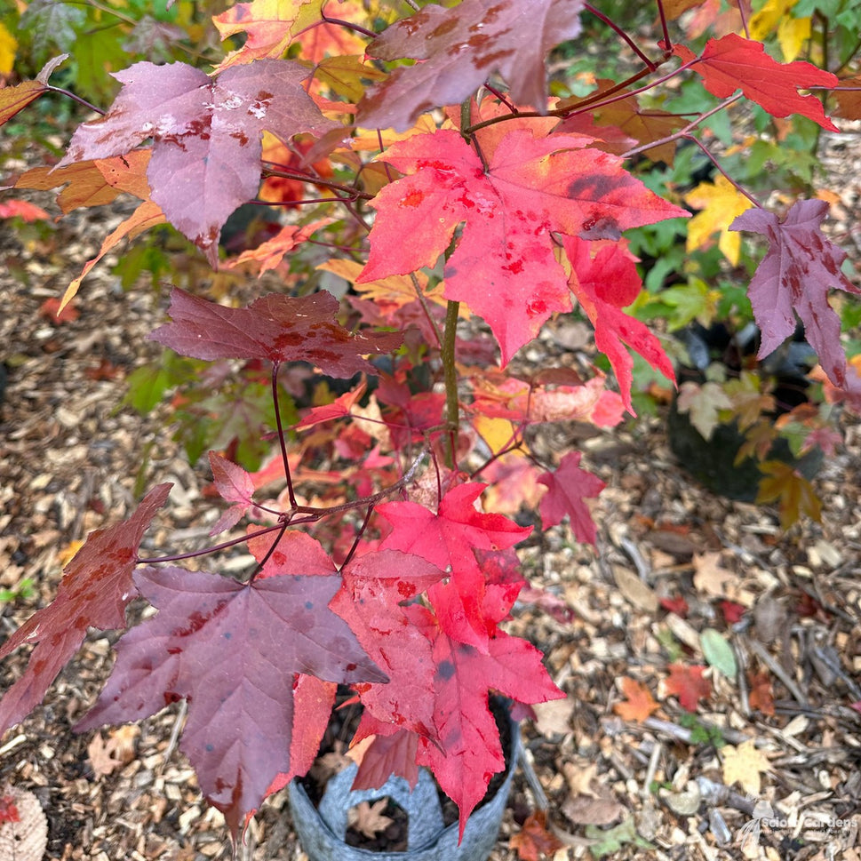 Acer saccharum (Sugar Maple) - 5 gal