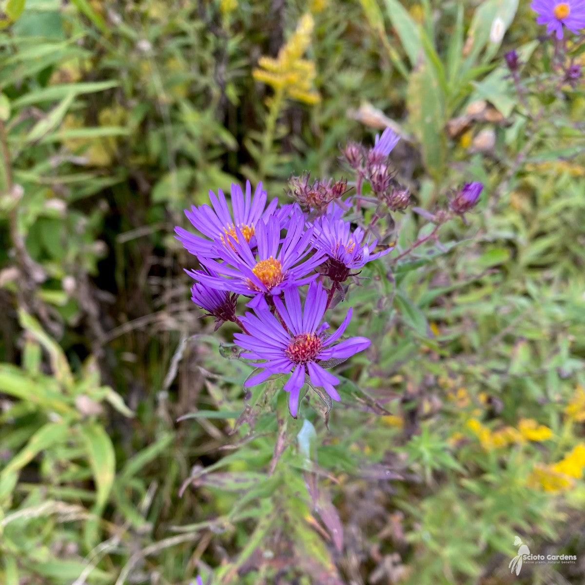 Aster novae-angliae (New England Aster) - 2 gal