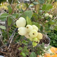 Symphoricarpos doorenbosii 'Kolmava' (Magical Avalanche® Snowberry) - 3 gal