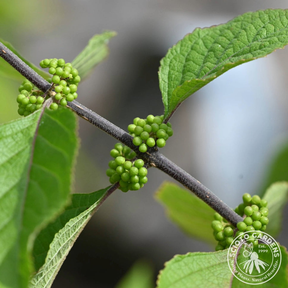 Callicarpa americana (American Beautyberry) - 3 gal