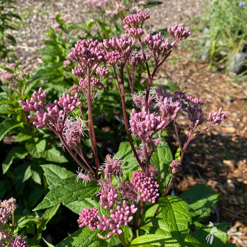 Eupatorium [Eutrochium] maculatum (Spotted Joe Pye Weed) - 2 gal