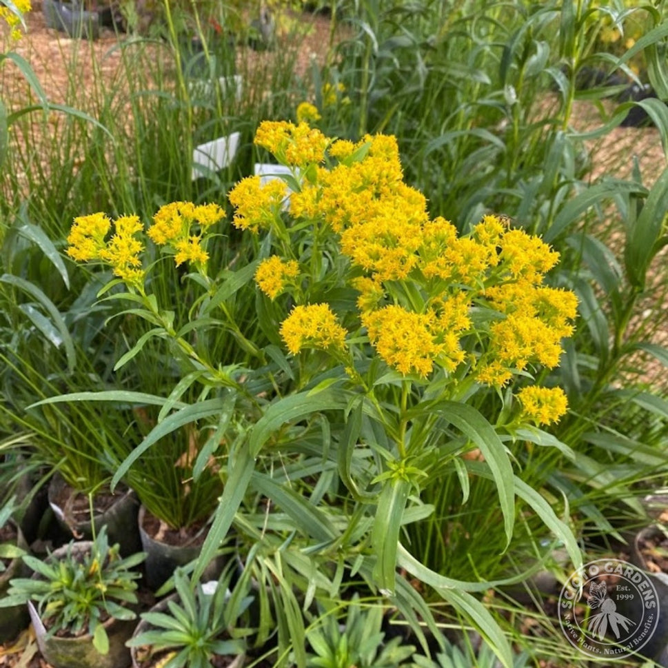 Oligoneuron [Solidago] riddellii (Riddell's Goldenrod) - 2 gal