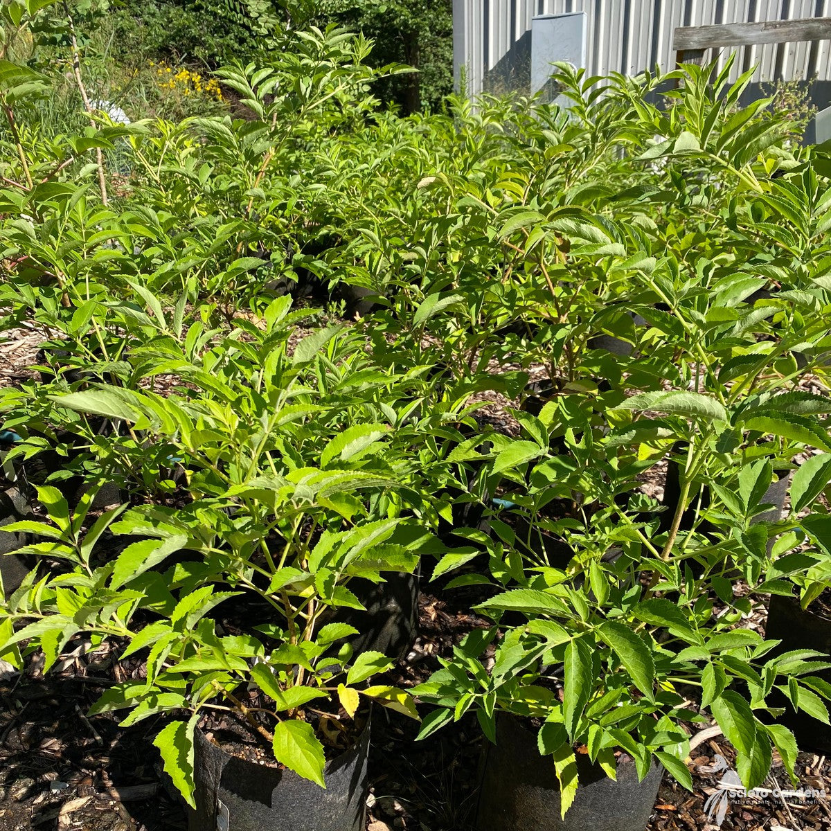 Sambucus canadensis (American Elderberry) - 3 gal