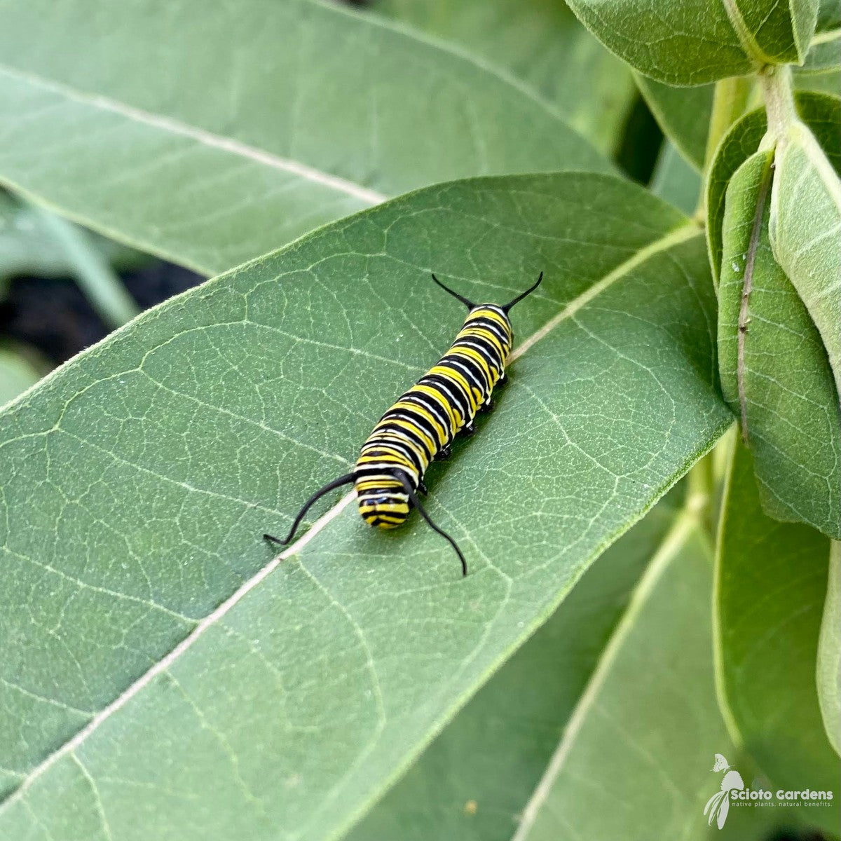Asclepias syriaca (Common Milkweed) - 1 gal