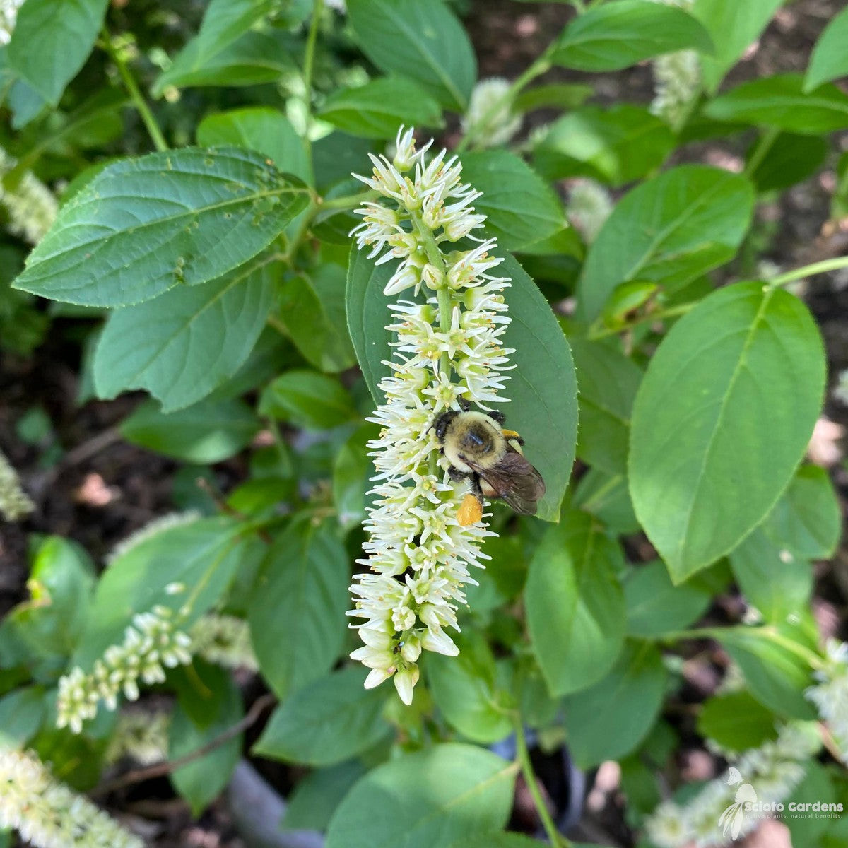 Itea virginica 'Morton' (Scarlet Beauty™ Virginia Sweetspire) - 3 gal