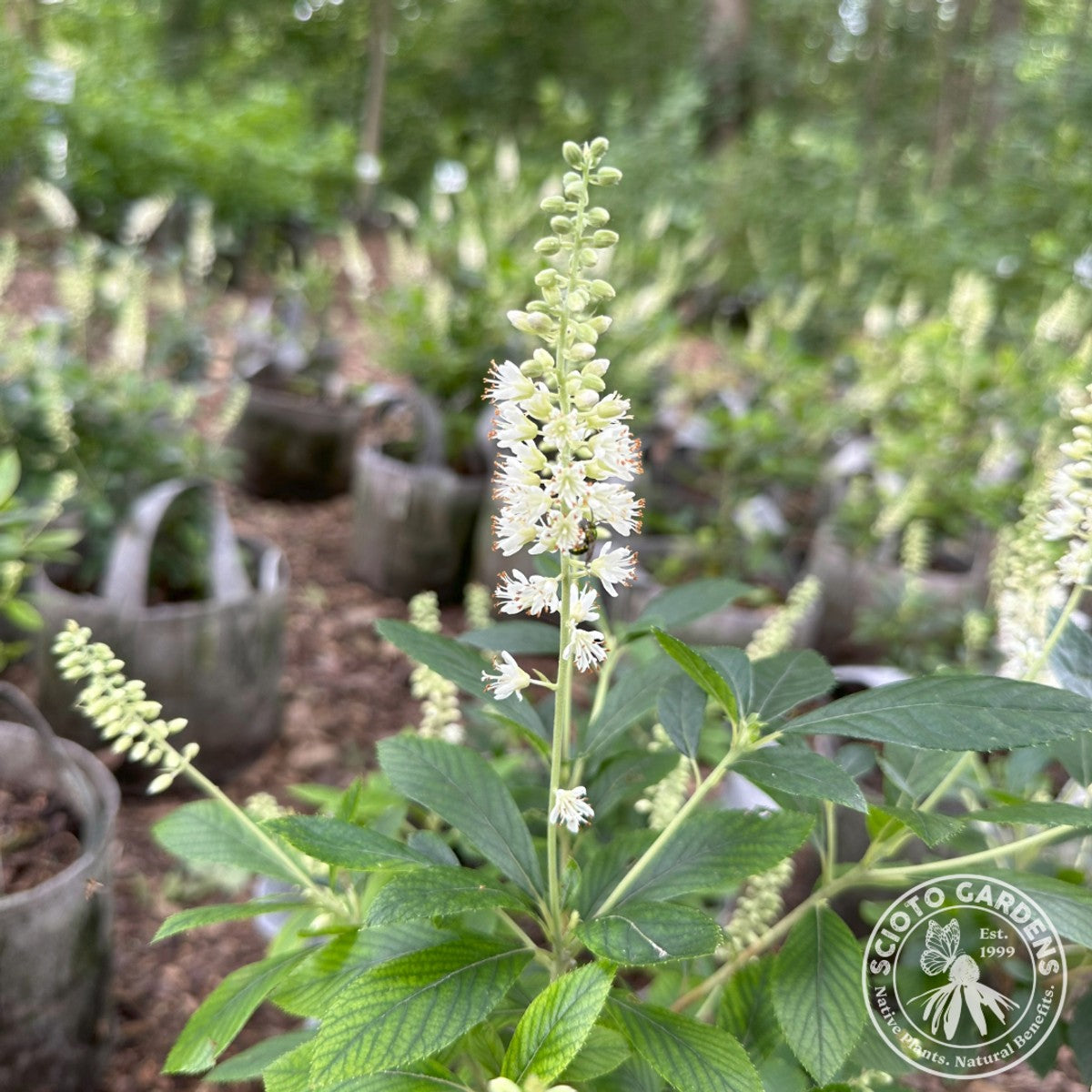Clethra alnifolia 'Hummingbird' (Hummingbird' Summersweet) - 3 gal