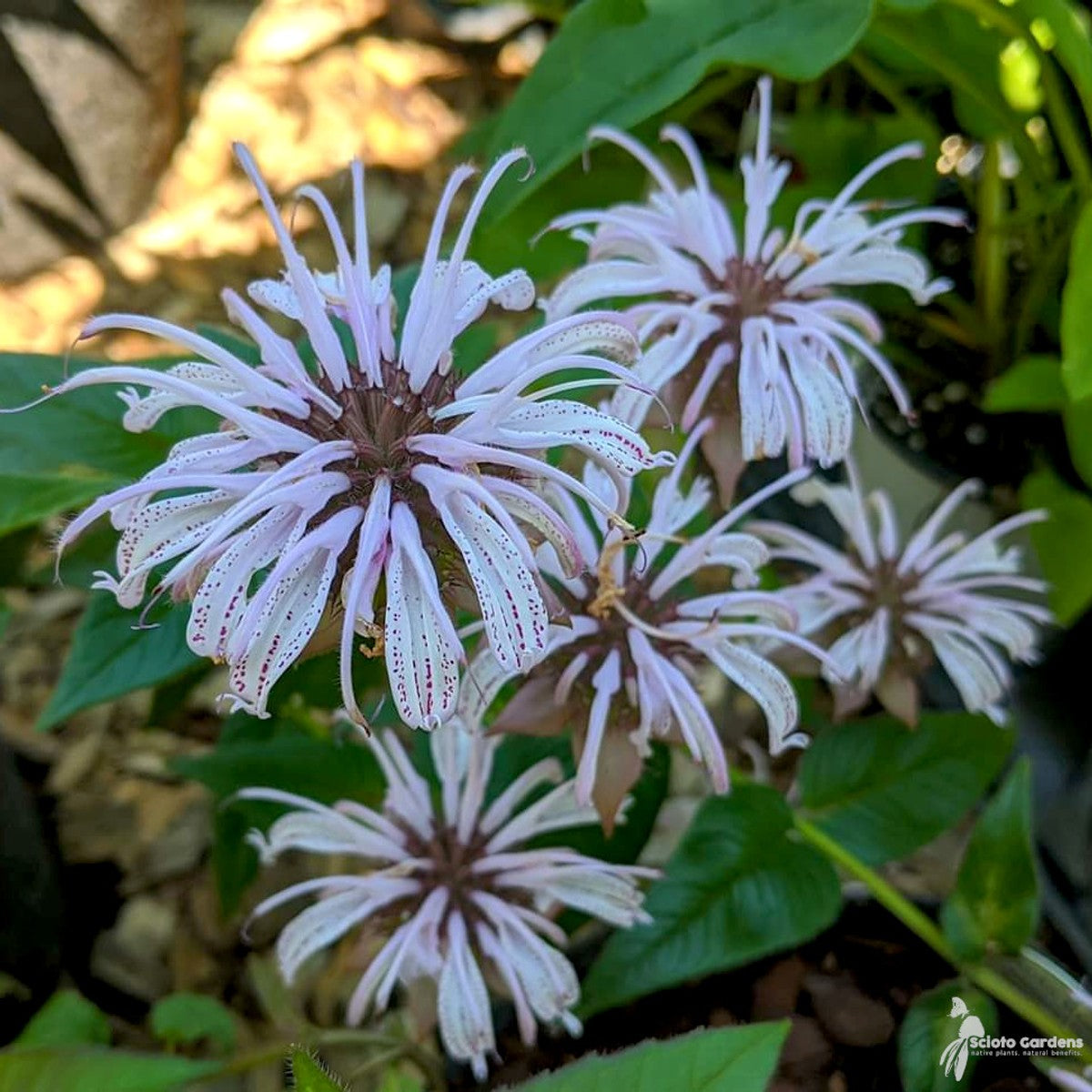 Monarda bradburiana (Eastern Bee Balm) - 1 gal