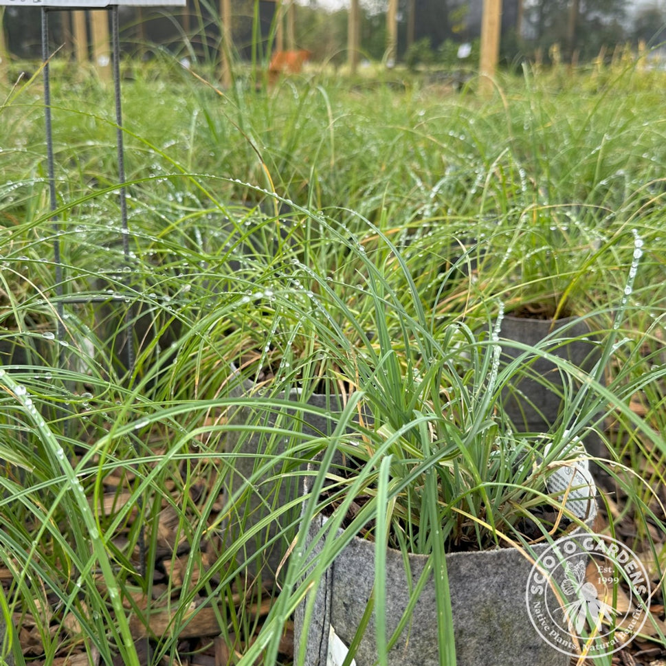Carex woodii (Pretty Sedge) - 1 gal