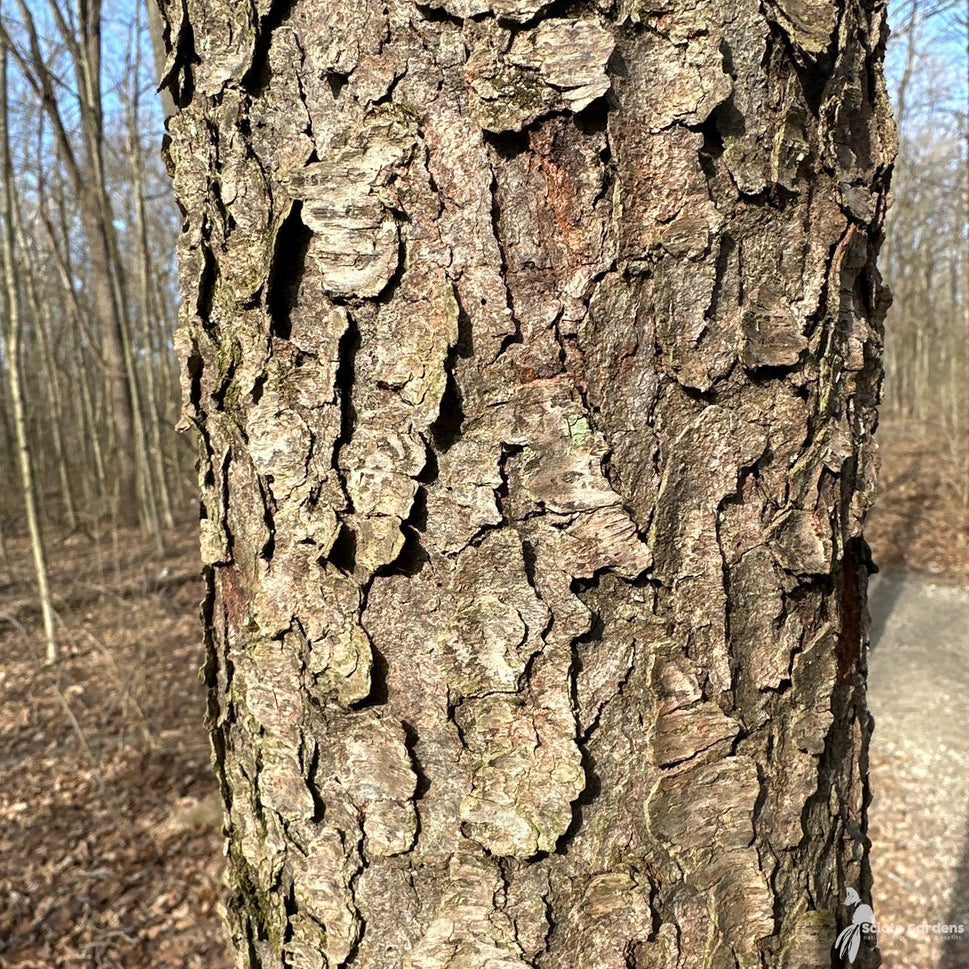 Prunus serotina (Wild Black Cherry) - 3 gal